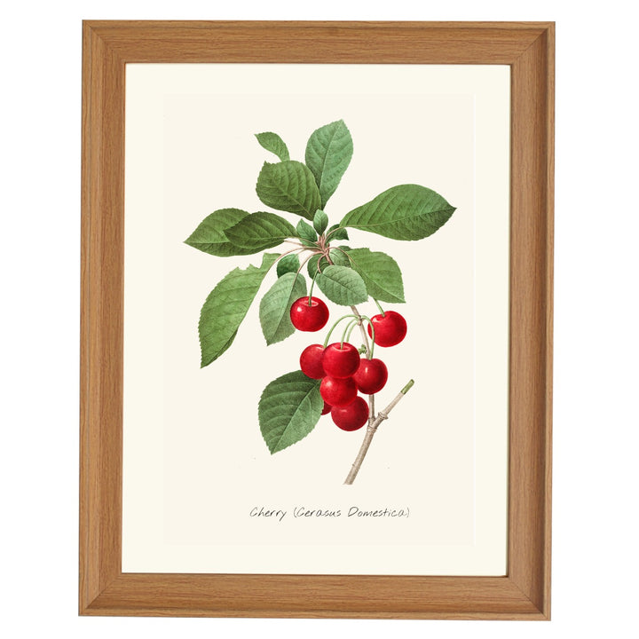 CHERRY CERASUS DOMESTICA ART PRINT