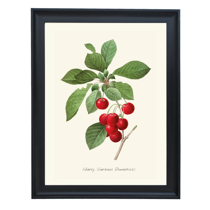 CHERRY CERASUS DOMESTICA ART PRINT