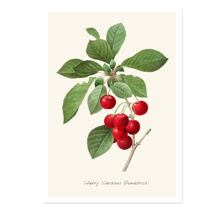 CHERRY CERASUS DOMESTICA ART PRINT