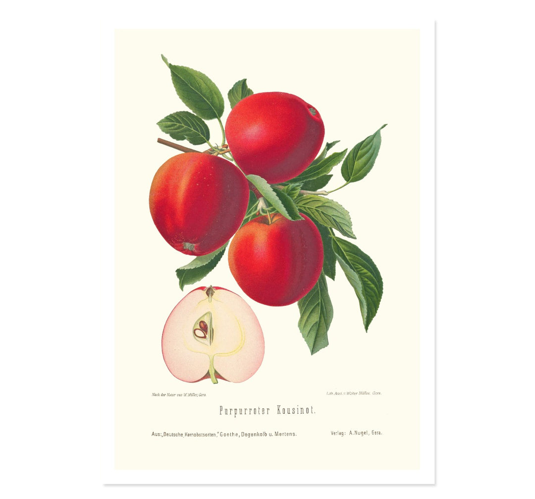 PURPURROTER KOUSINOT ART PRINT