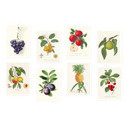 FRUITS Collection