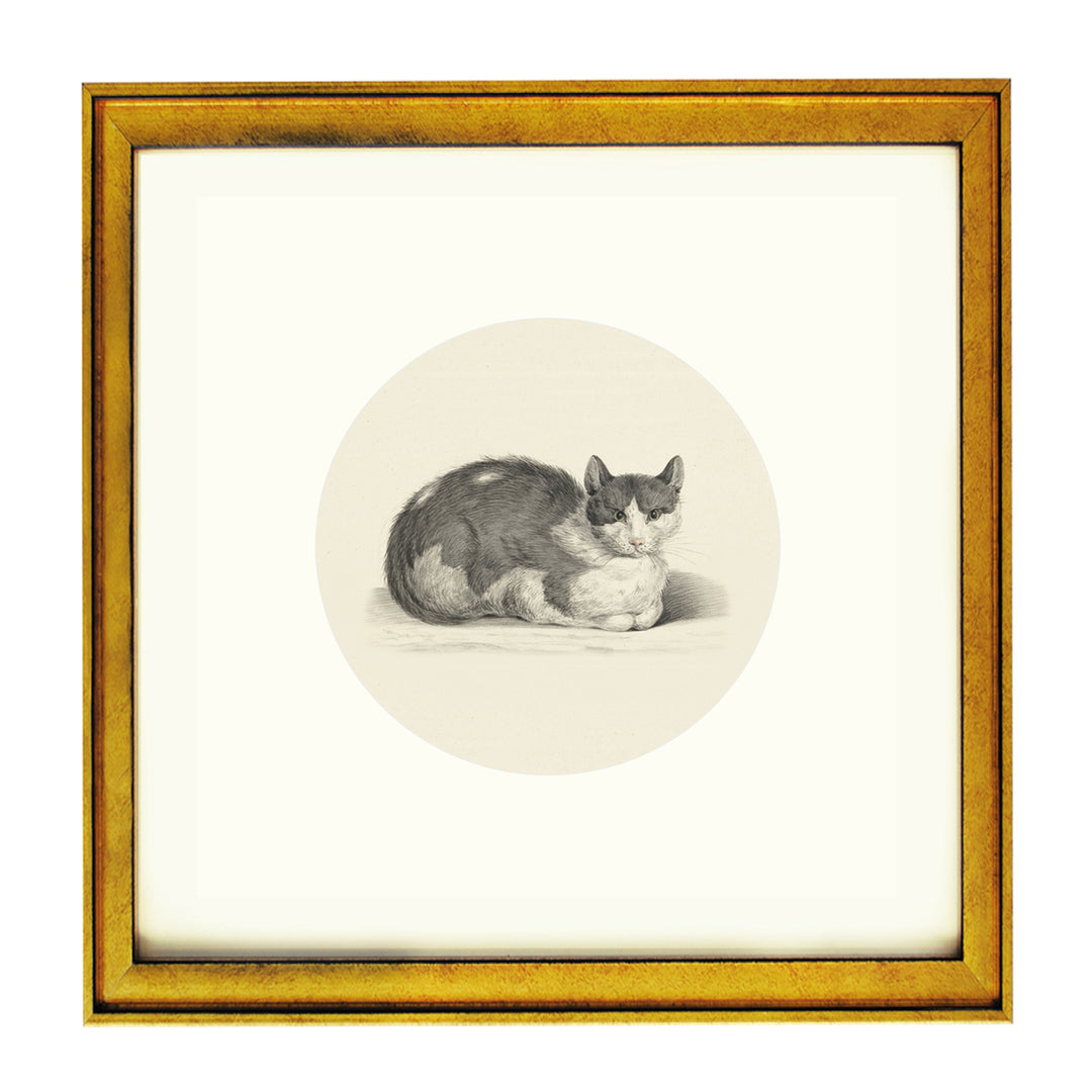 The curious cat art print