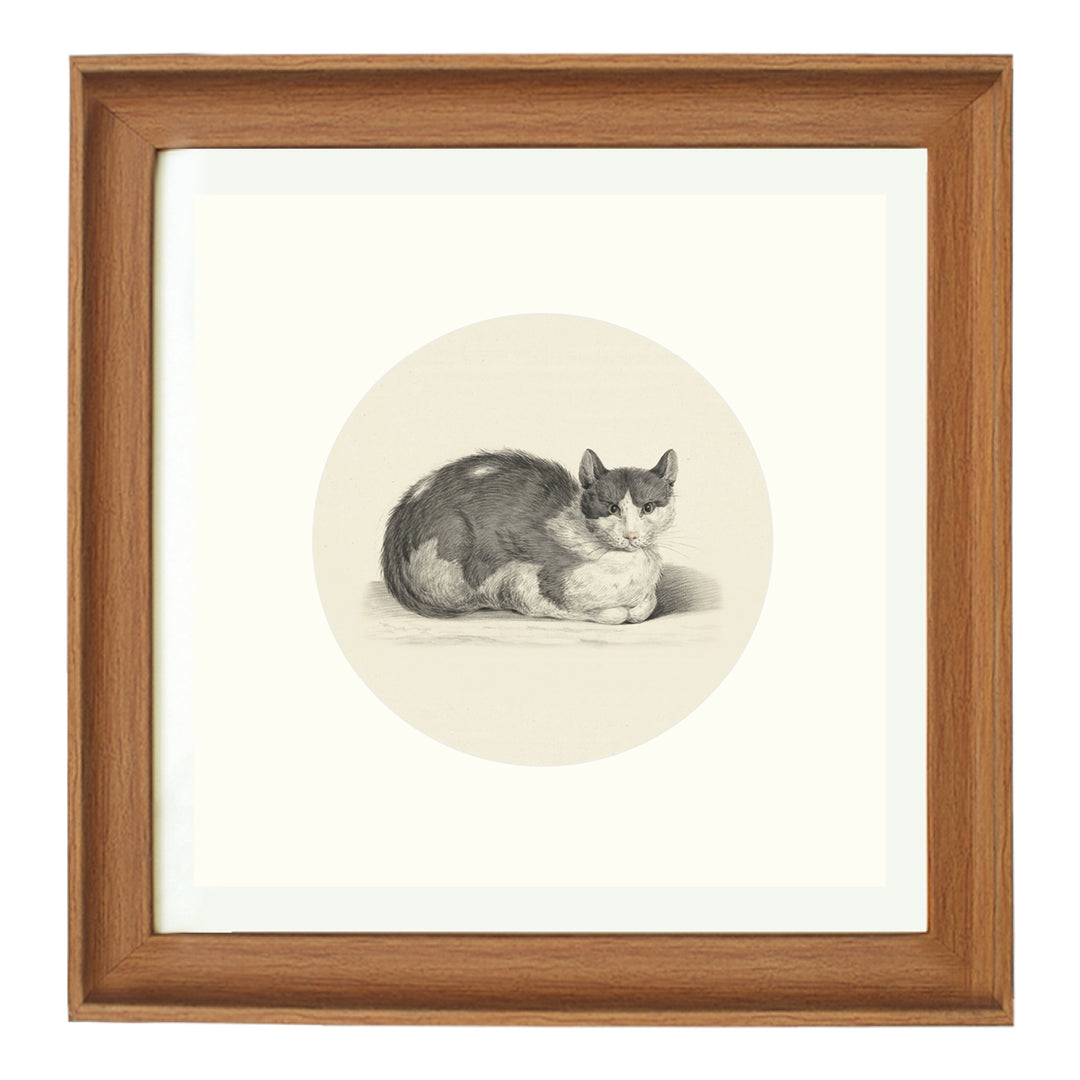 The curious cat art print