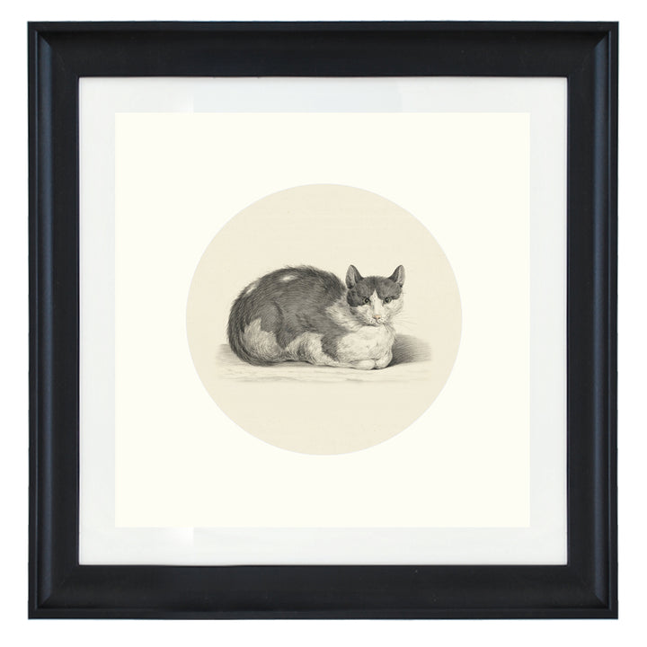 The curious cat art print