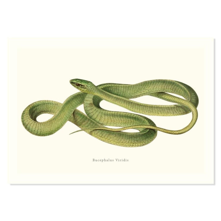 Bucephalus Viridis ART PRINT - Art prints