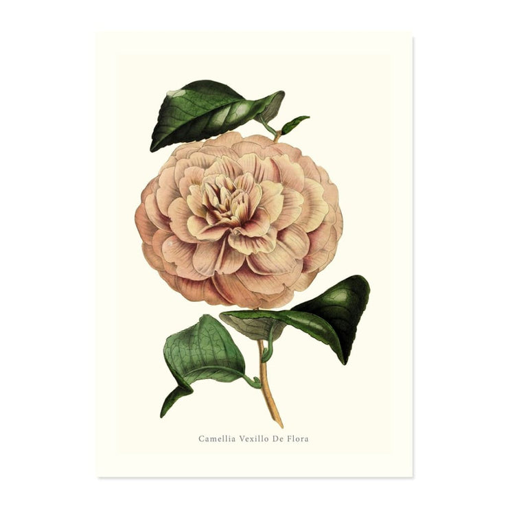Camellia Vexillo De Flora ART PRINT - Art prints