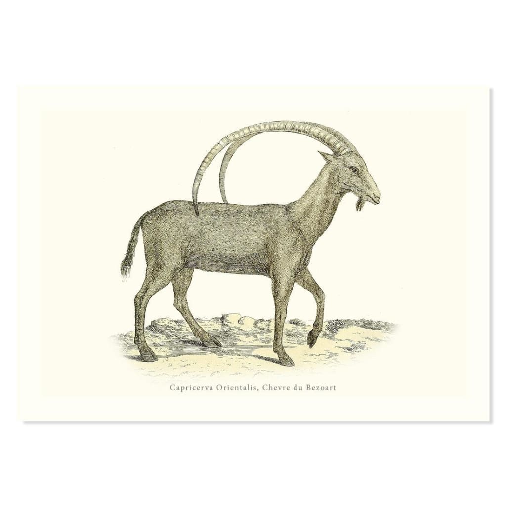 Capricerva Orientalis Chevre du Bezoart ART PRINT - Art prints