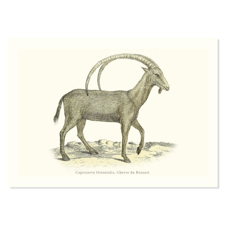 Capricerva Orientalis Chevre du Bezoart ART PRINT - Art prints