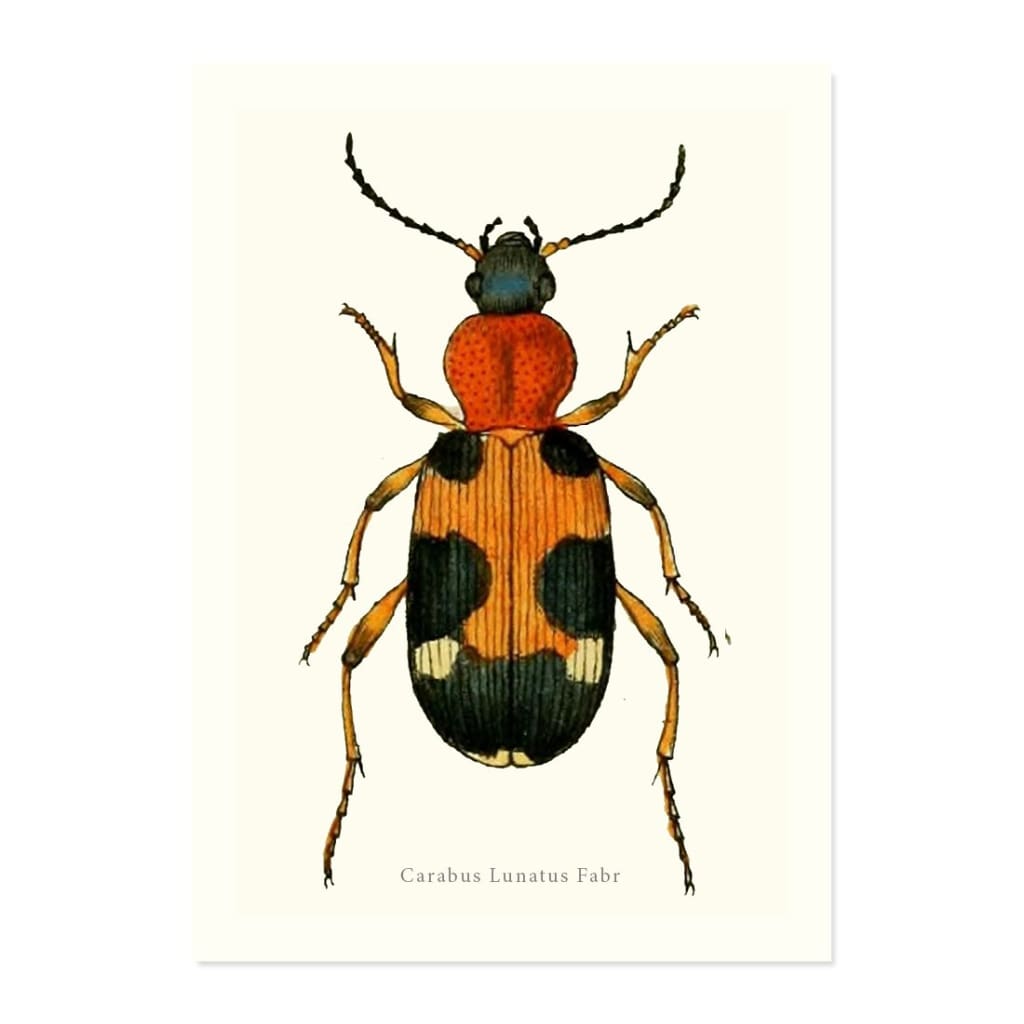 CARABUS LUNATUS FABR ART PRINT - Art prints