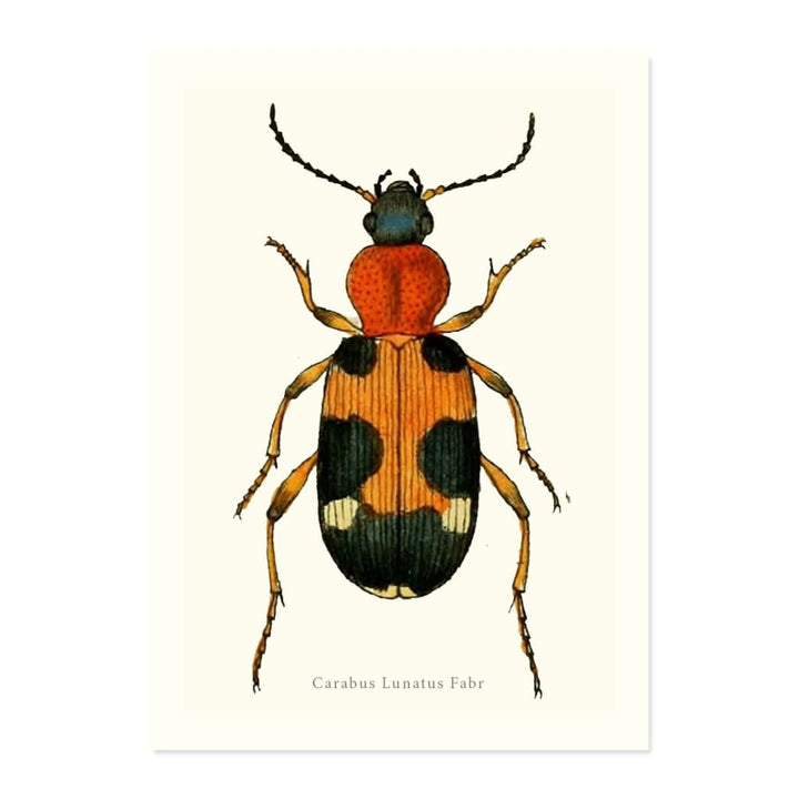 CARABUS LUNATUS FABR ART PRINT - Art prints
