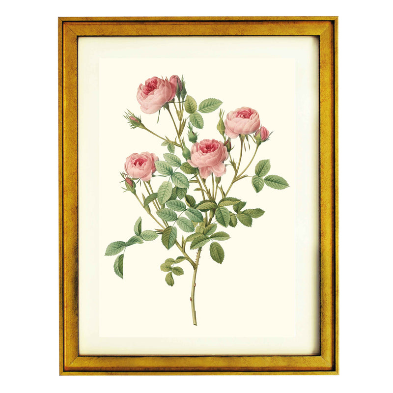 Rosa Pomponia Rosier Pompon De Meaux ART PRINT