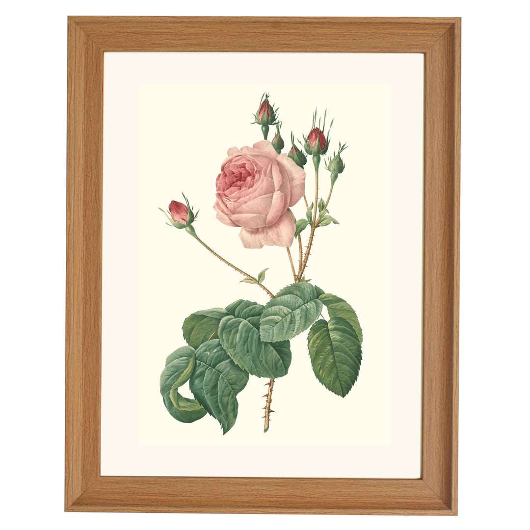 Rosa Centifolia Bullata Rosier a feuilles de Laitue ART PRINT