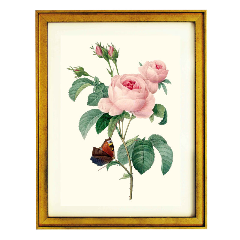 Rosa centifolia - Cabbage Rose ART PRINT