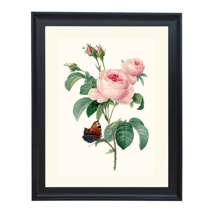 Rosa centifolia - Cabbage Rose ART PRINT