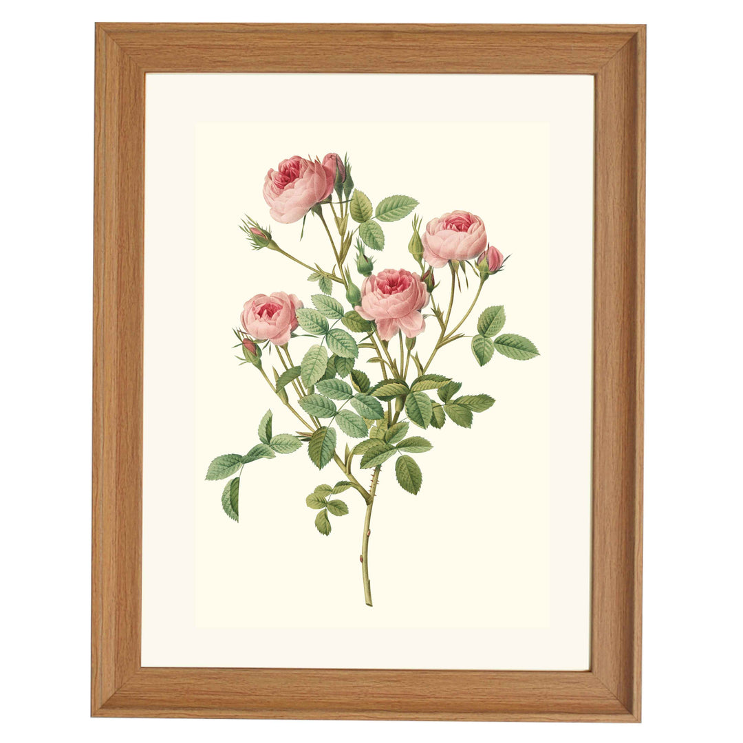 Rosa Pomponia Rosier Pompon De Meaux ART PRINT