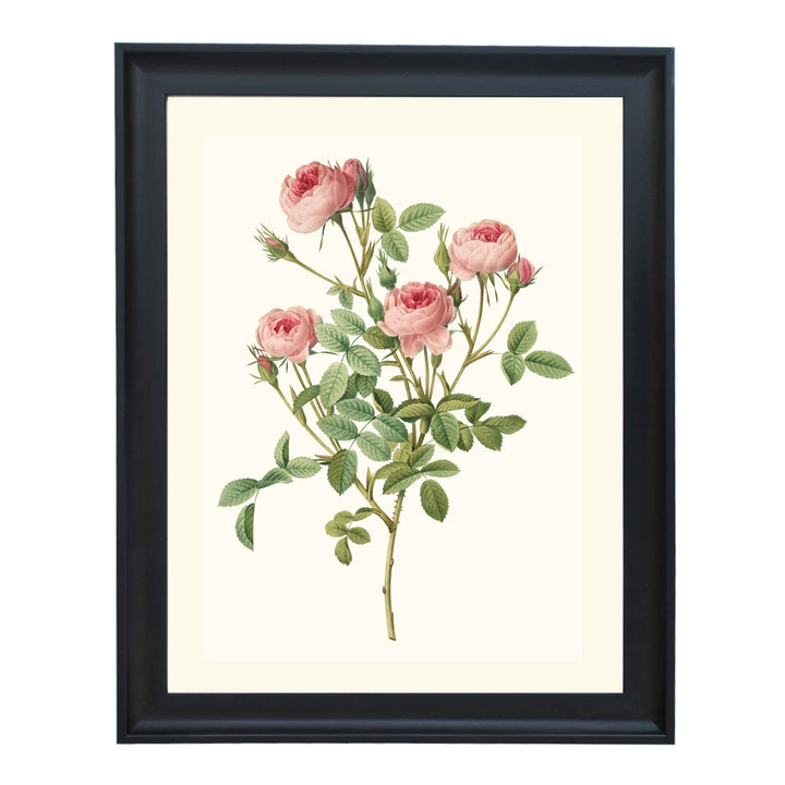 Rosa Pomponia Rosier Pompon De Meaux ART PRINT