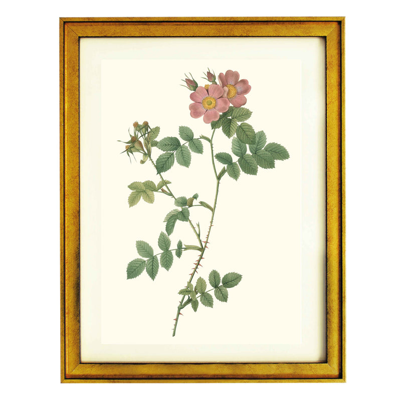 Rosa Rubiginosa Triflora Variete du Rosier rubigineux - Redoute ART PRINT