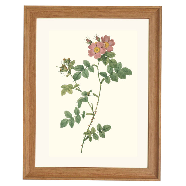 Rosa Rubiginosa Triflora Variete du Rosier rubigineux - Redoute ART PRINT