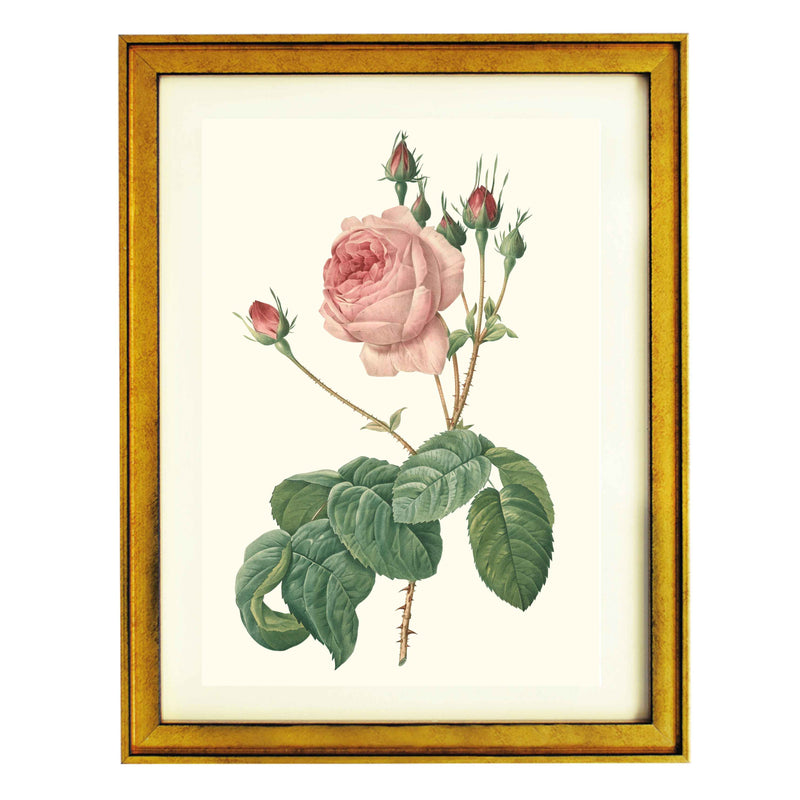 Rosa Centifolia Bullata Rosier a feuilles de Laitue ART PRINT