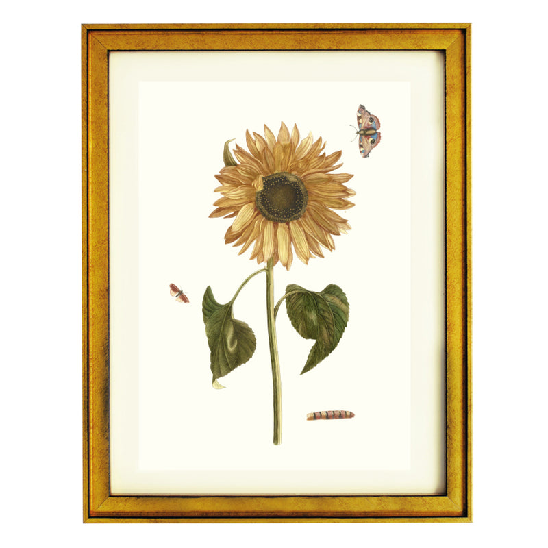 Sunflower, caterpillar and two butterflies by Johan Teyler ART PRINT