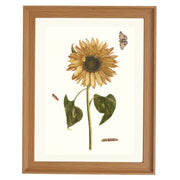 Sunflower, caterpillar and two butterflies by Johan Teyler ART PRINT