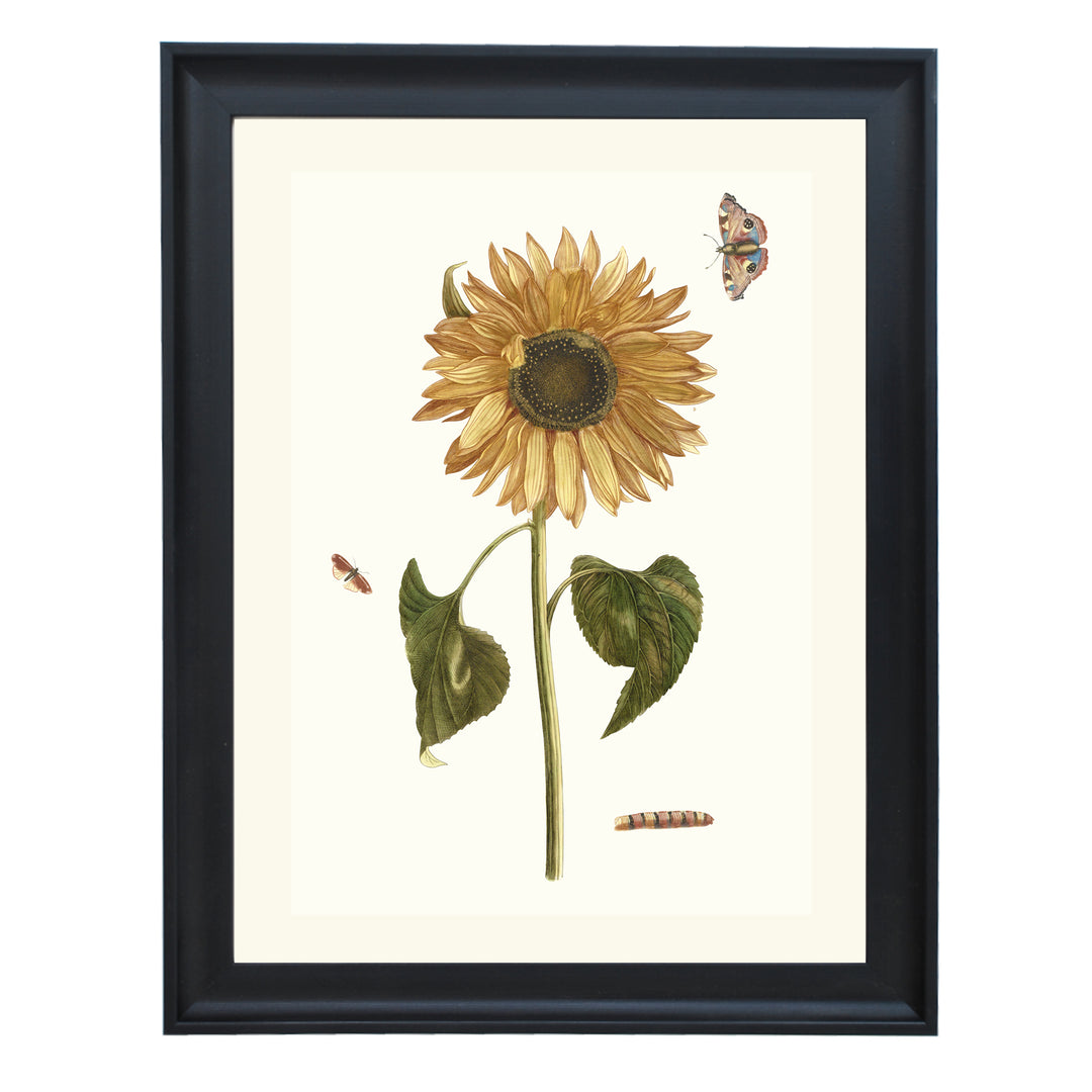 Sunflower, caterpillar and two butterflies by Johan Teyler ART PRINT