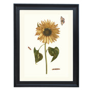 Sunflower, caterpillar and two butterflies by Johan Teyler ART PRINT