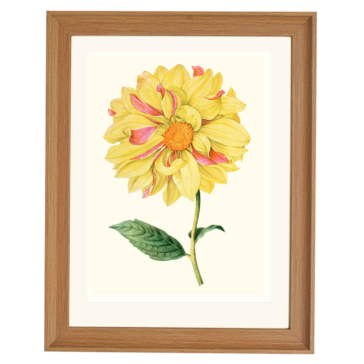 Dahlia "Marguerite Clark" art print