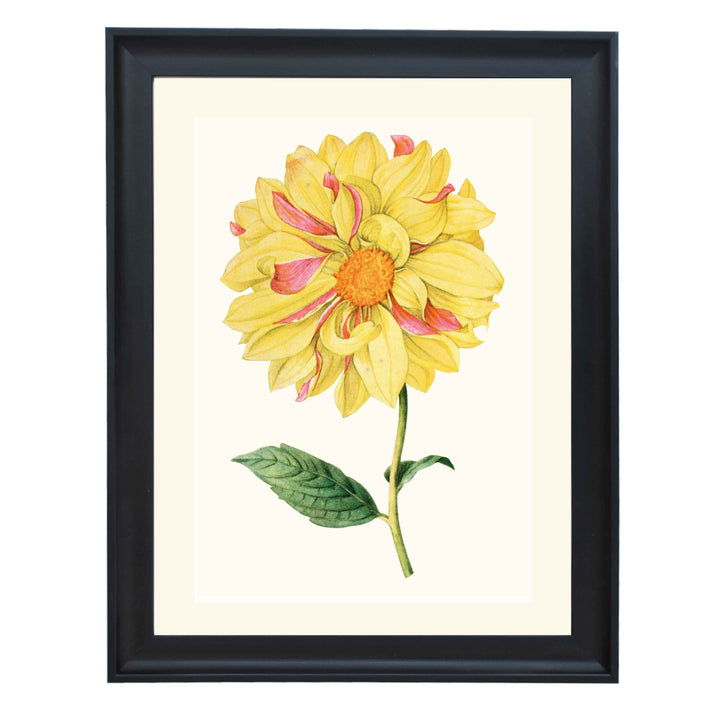 Dahlia "Marguerite Clark" art print