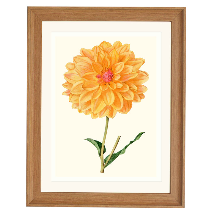 Dahlia "King of the autumn" art print