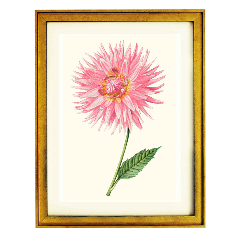 Dahlia "Miss Nannie B. Moor" art print