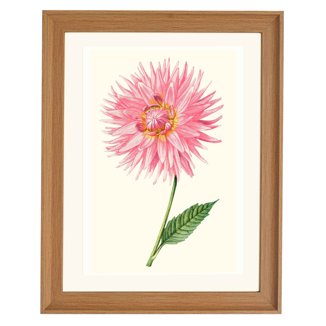 Dahlia "Miss Nannie B. Moor" art print