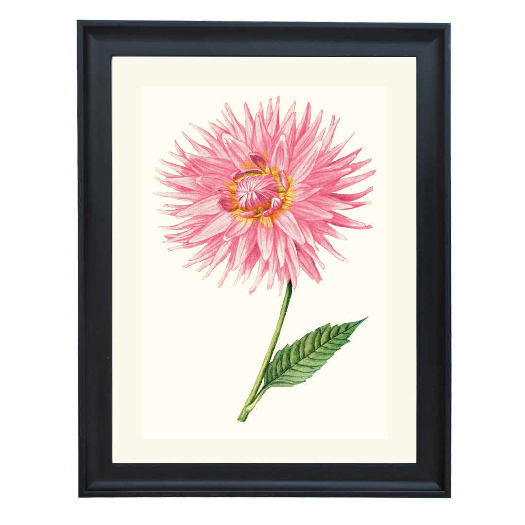 Dahlia "Miss Nannie B. Moor" art print