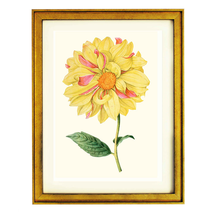 Dahlia "Marguerite Clark" art print