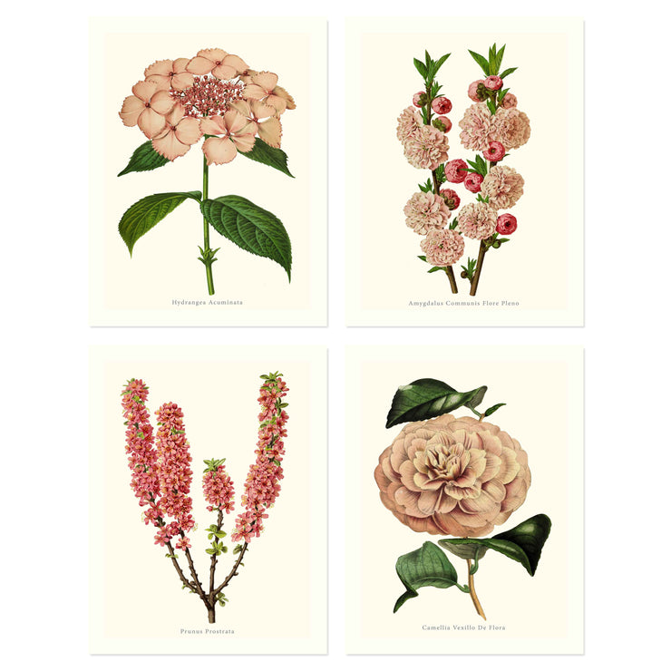 Botanical collection