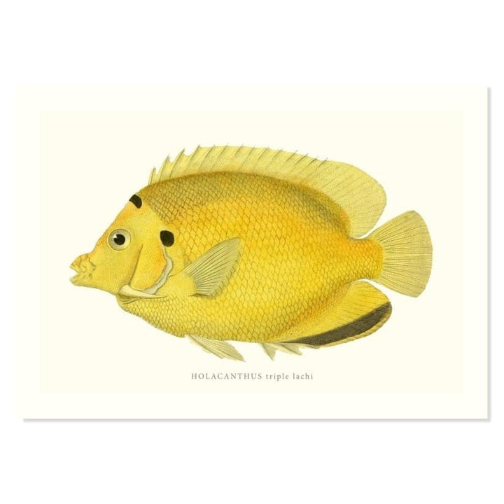 HOLACANTHUS Triple Lachi ART PRINT - Art prints