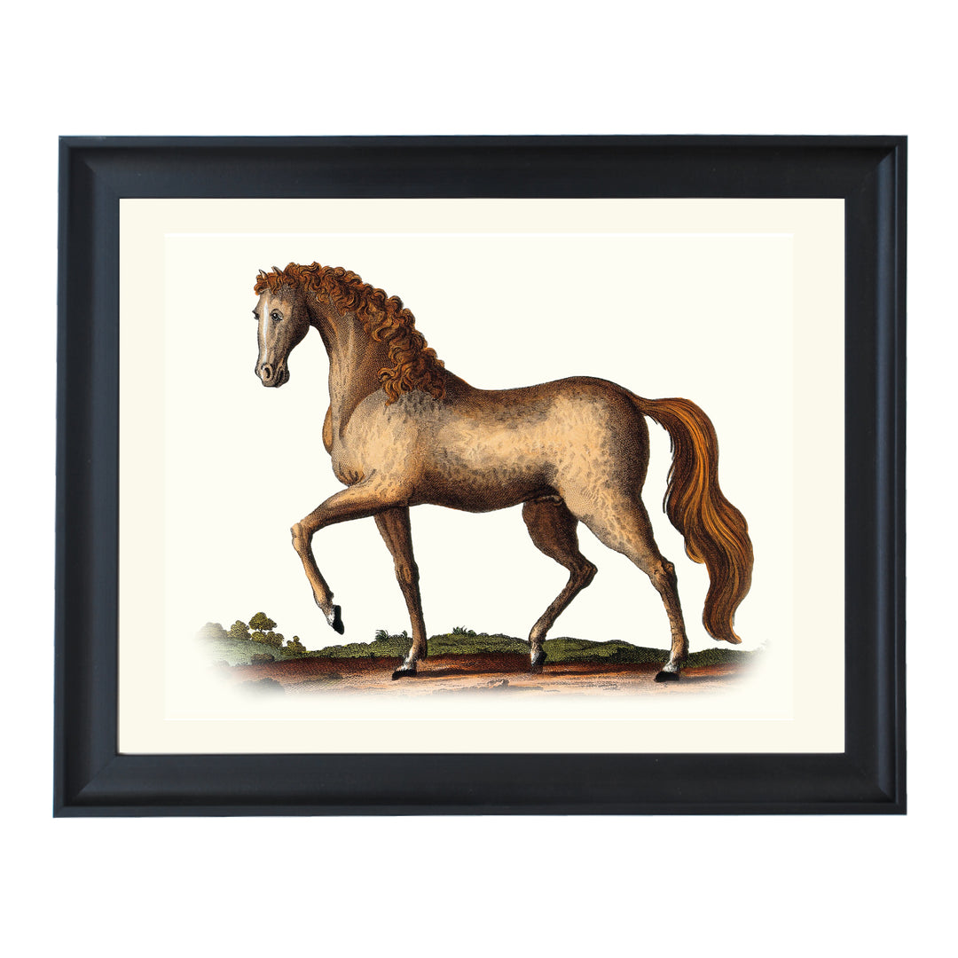 Stallion by J. Pass ART PRINT