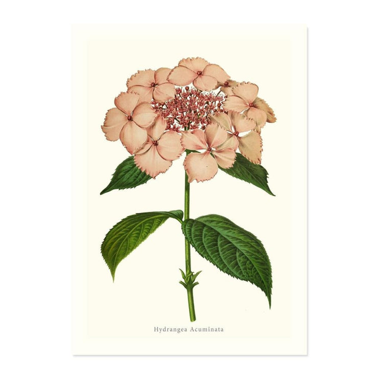 Hydrangea Acuminata ART PRINT - Art prints
