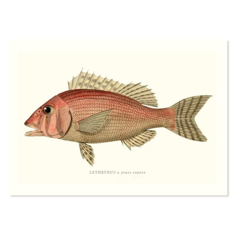 LETHRYNUS A Joues Rayees ART PRINT - Art prints