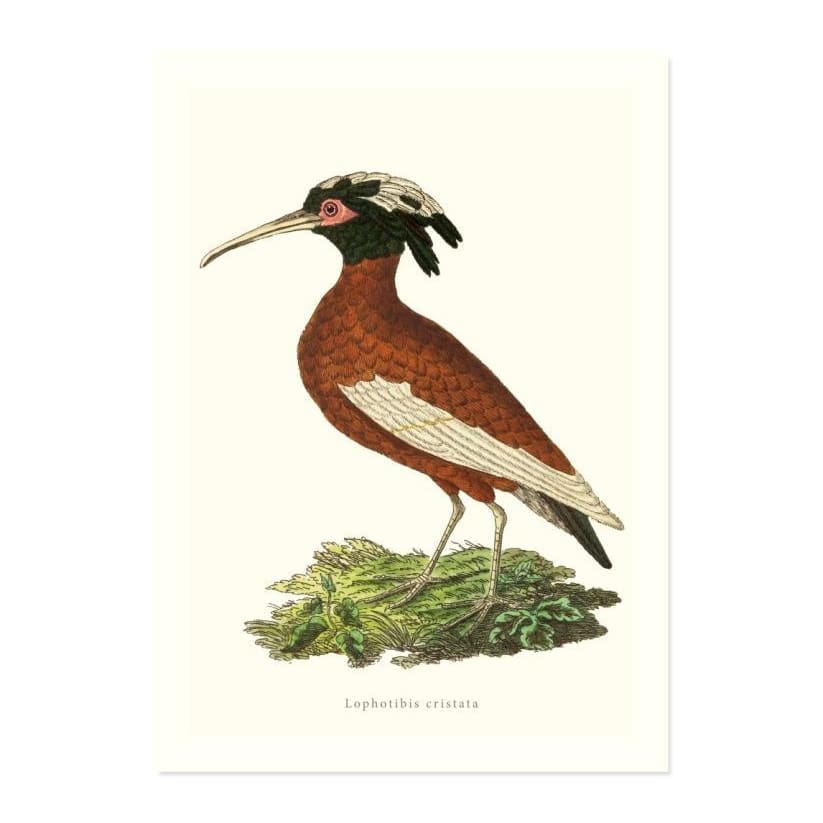 Lophotibis Cristata ART PRINT - Art prints