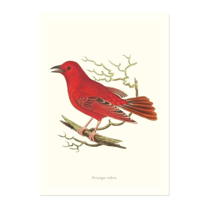 Piranga Rubra ART PRINT - Art prints