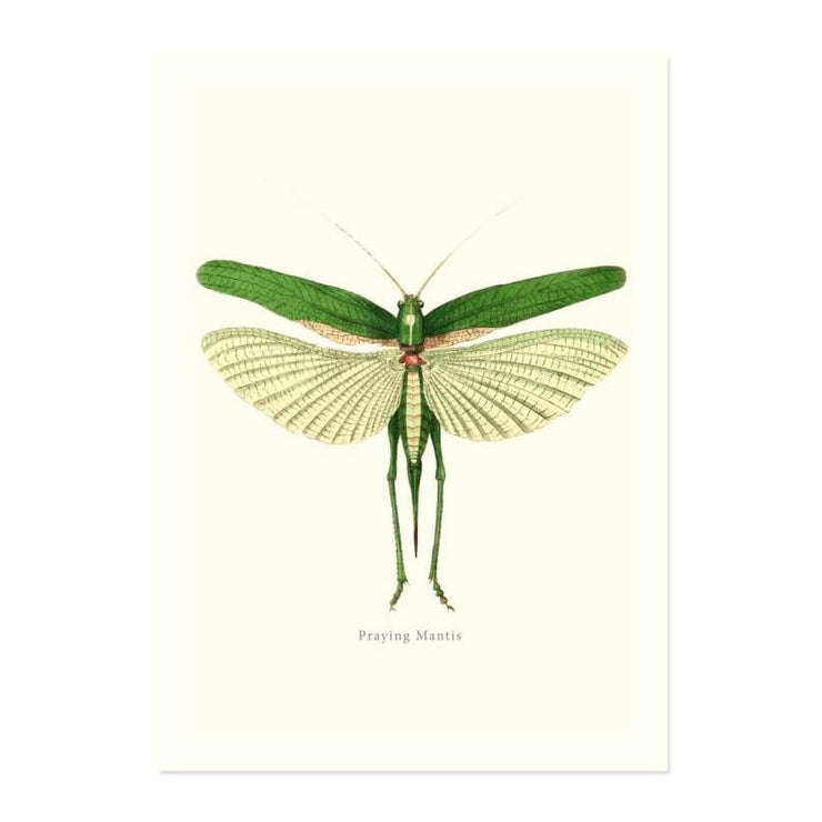 Praying Mantis ART PRINT - Art prints