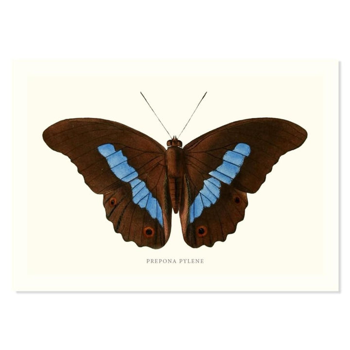 PREPONA PYLENE ART PRINT - Art prints