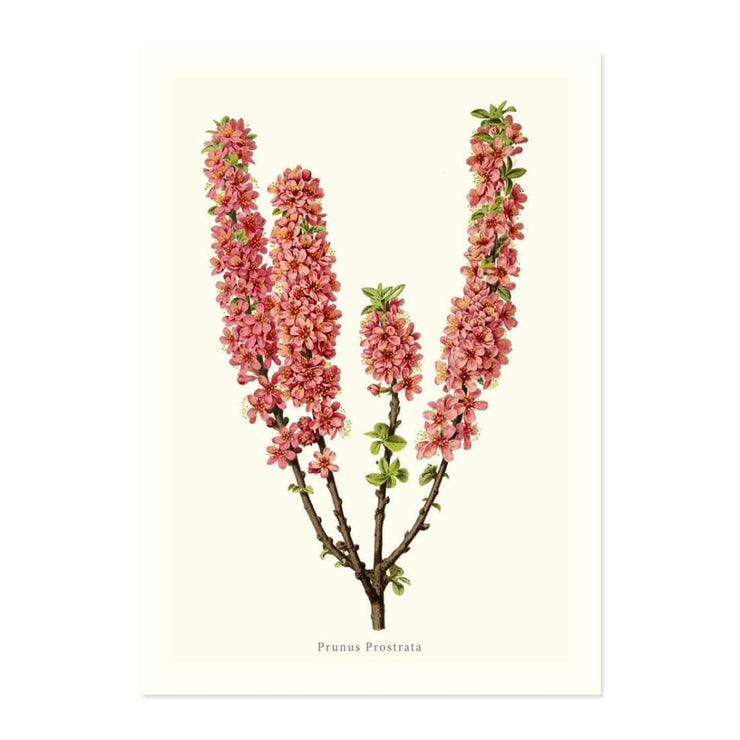 Prunus Prostrata ART PRINT - Art prints