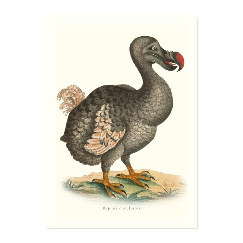 Raphus Cucullatus ART PRINT - Art prints