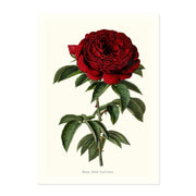 Rose Abel Carriere ART PRINT - Art prints