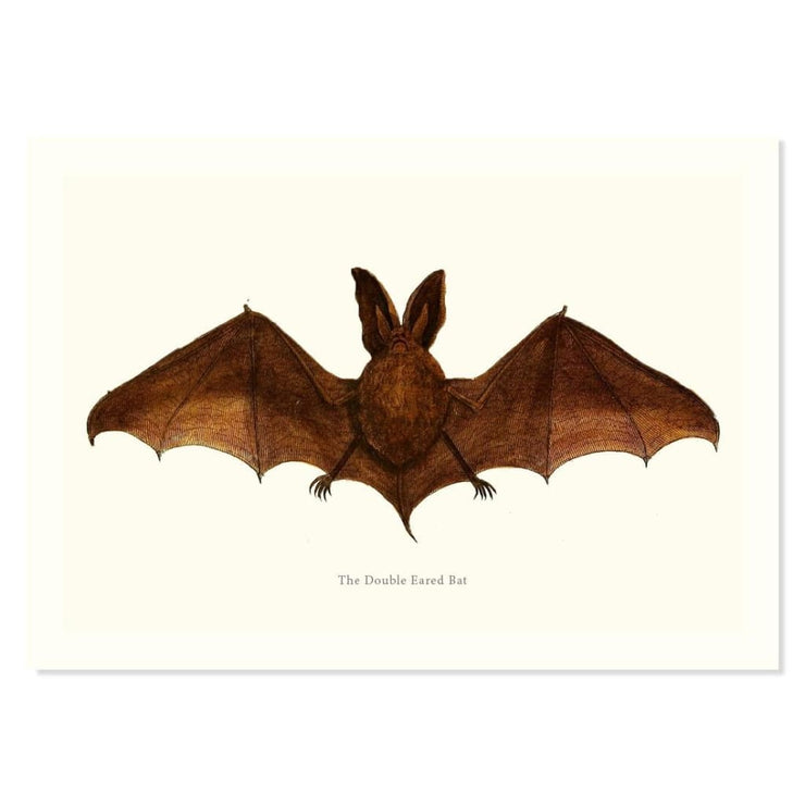 The Double Eared Bat ART PRINT - Art prints