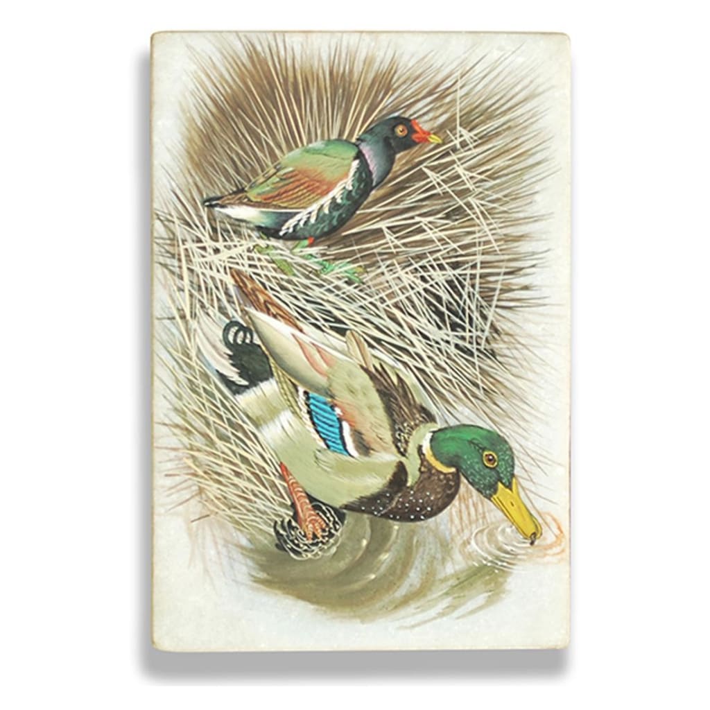 Two Ducks in a Swamp - Art Prints