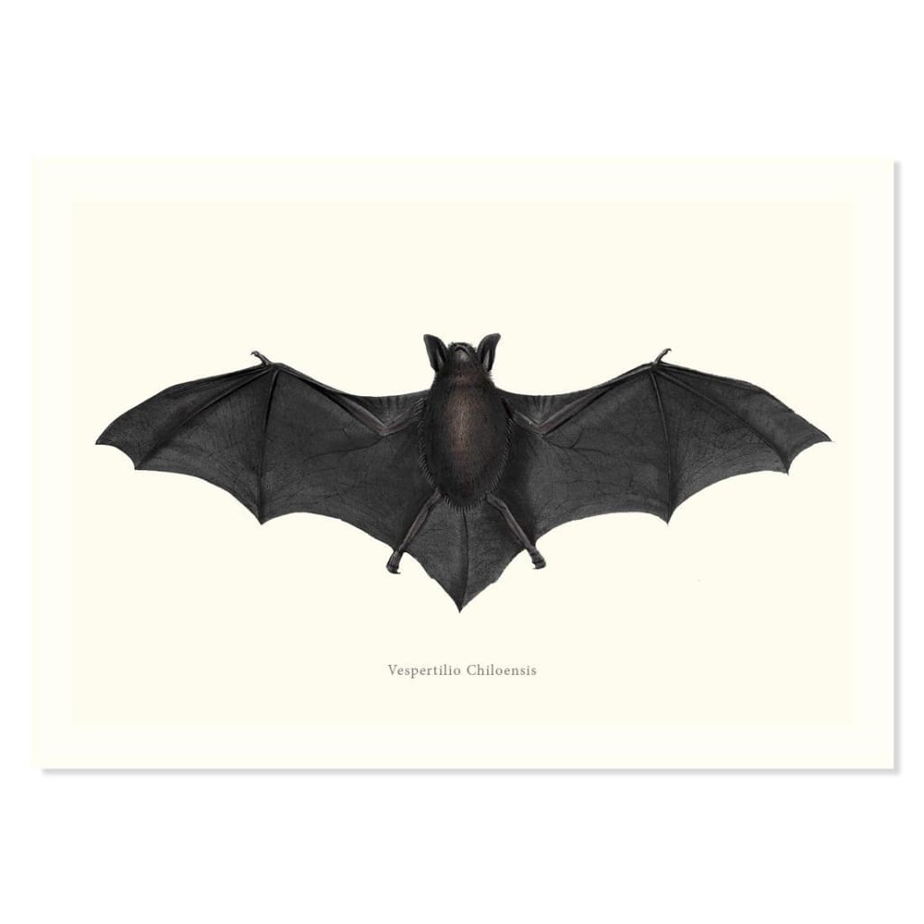 Vespertilio Chiloensis ART PRINT - Art prints