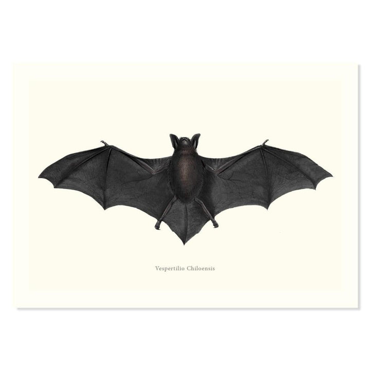 Vespertilio Chiloensis ART PRINT - Art prints